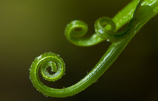 macro photography examples inspiration