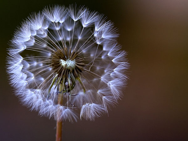 macro photography examples inspiration