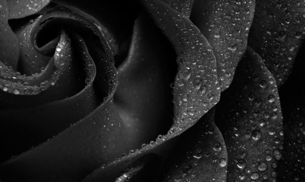 macro photography examples inspiration