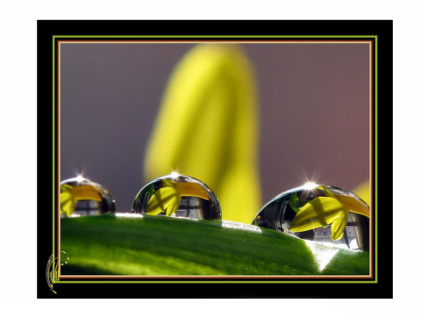 macro photography examples inspiration