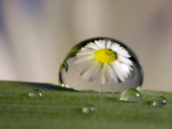 macro photography examples inspiration