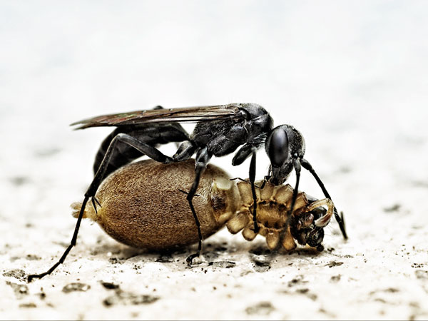 macro photography examples inspiration