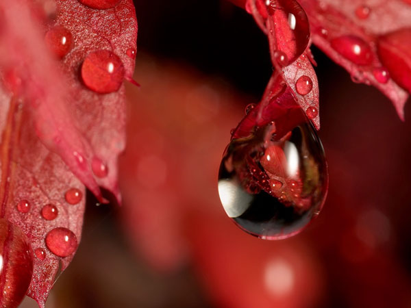 macro photography examples inspiration