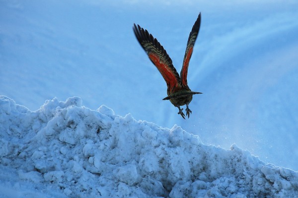 winter photography examples