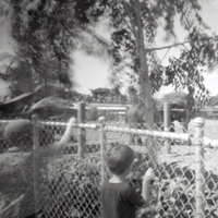 Taking Your Pinhole Camera to the Zoo – Lomography Tipster