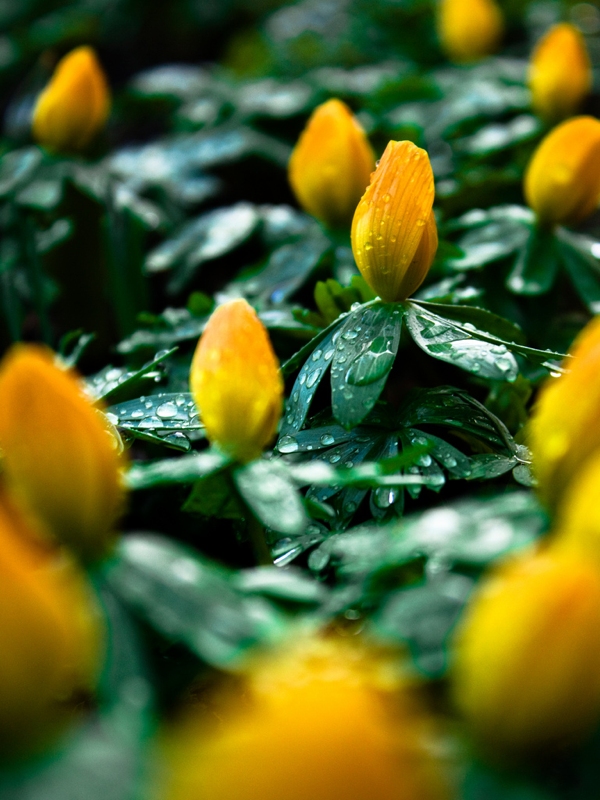 Photo Critique