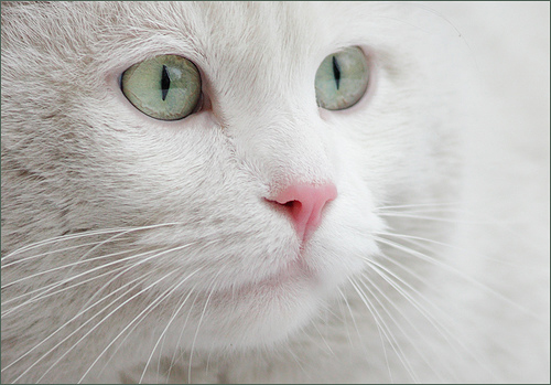 macro photography examples inspiration