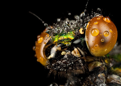 macro photography examples inspiration