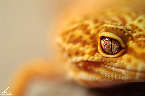 macro photography examples inspiration