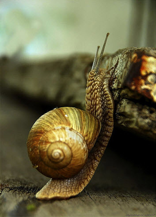 macro photography examples inspiration