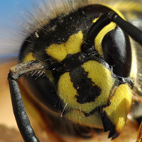 macro photography examples inspiration