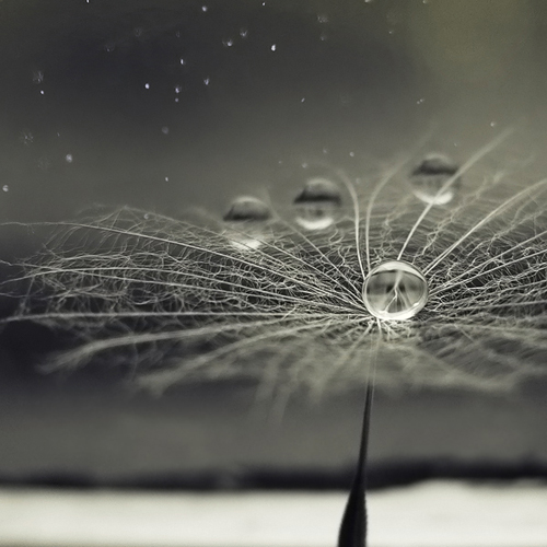 macro photography examples inspiration