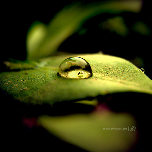 macro photography examples inspiration