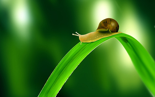 macro photography examples inspiration