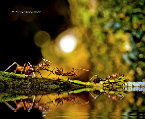 macro photography examples inspiration