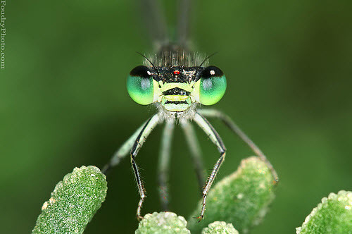 macro photography examples inspiration