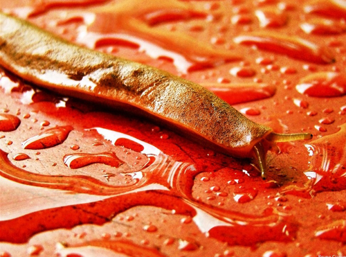 macro photography examples inspiration
