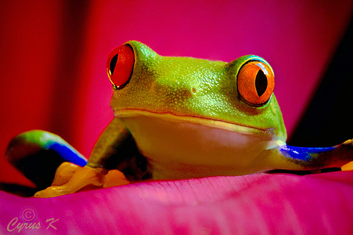 macro photography examples inspiration