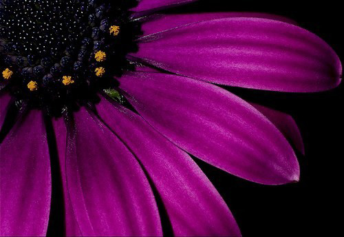 macro photography examples inspiration