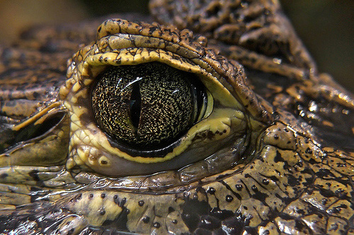 macro photography examples inspiration