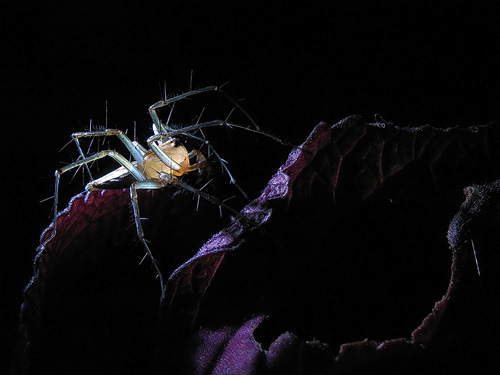 macro photography examples inspiration