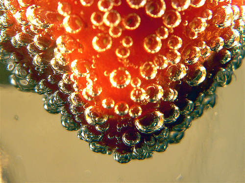 macro photography examples inspiration