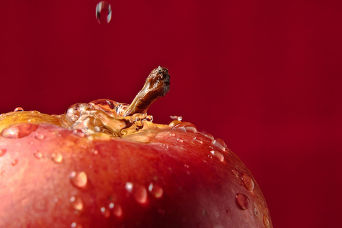 macro photography examples inspiration