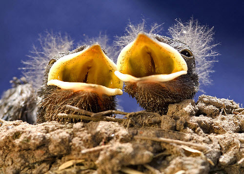 macro photography examples inspiration