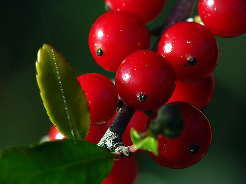macro photography examples inspiration