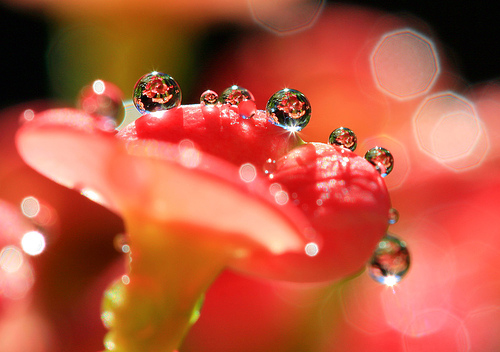 macro photography examples inspiration