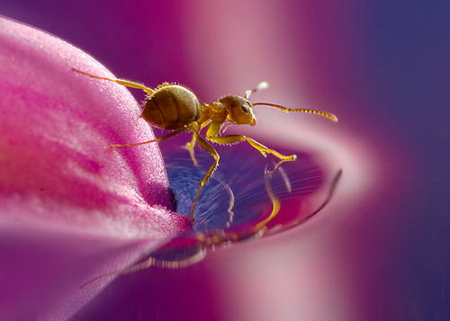 macro photography examples inspiration