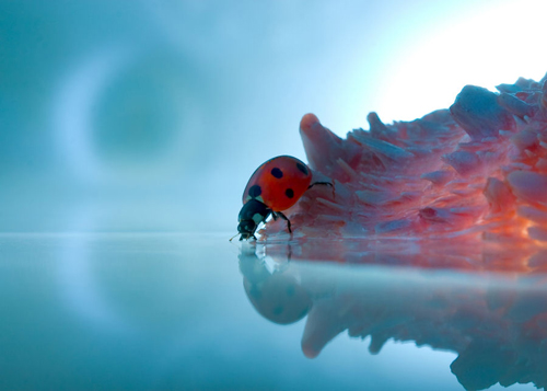 macro photography examples inspiration