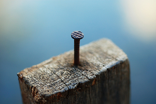 macro photography examples inspiration