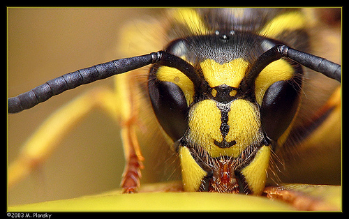 macro photography examples inspiration