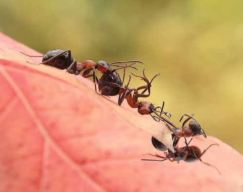 macro photography examples inspiration