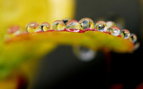 macro photography examples inspiration