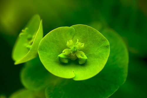 macro photography examples inspiration