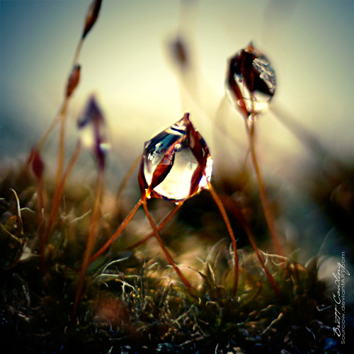 macro photography examples inspiration