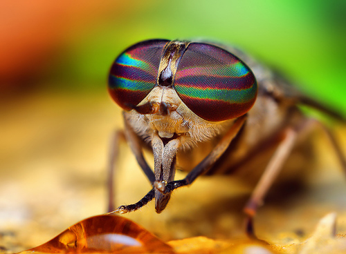 macro photography examples inspiration