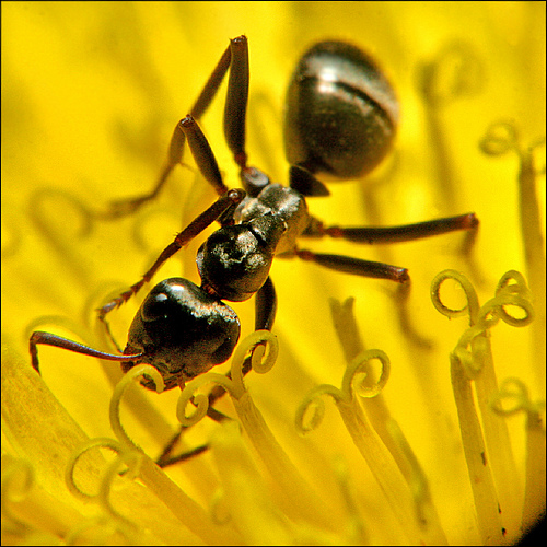 macro photography examples inspiration