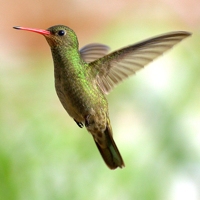 Quick Tip: Taking Stunning Wildlife Photos