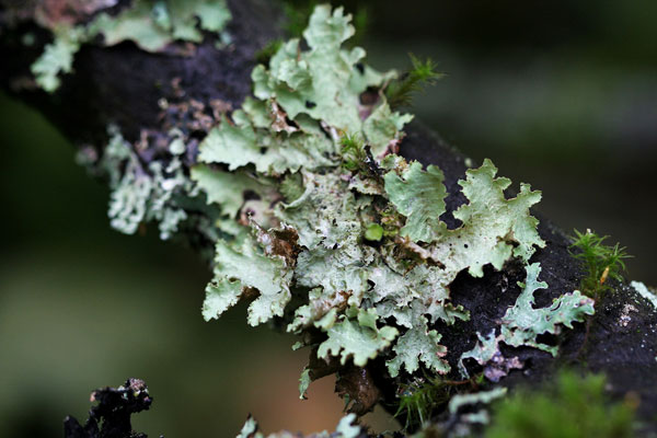 lichen moss photography