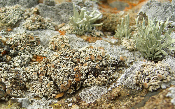 lichen moss photography