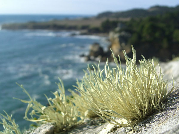 lichen moss photography