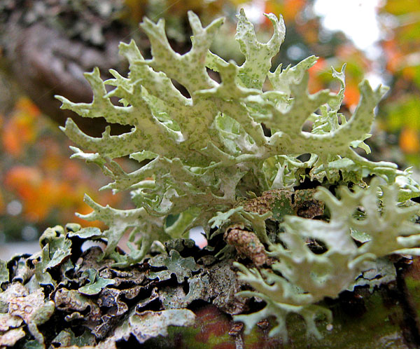 lichen moss photography