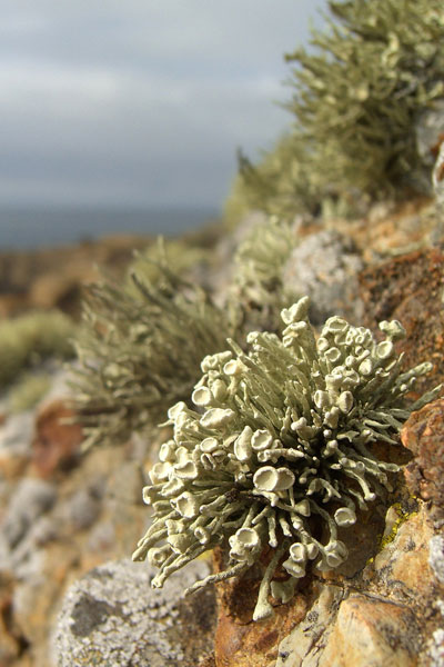 lichen moss photography
