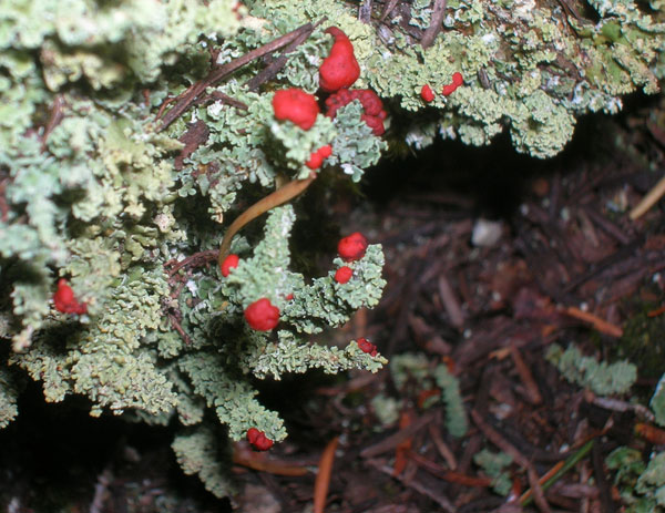 lichen moss photography