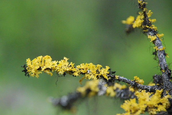 lichen moss photography