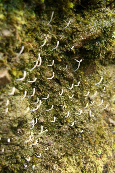 lichen moss photography