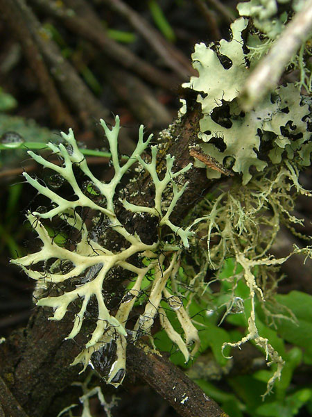lichen moss photography